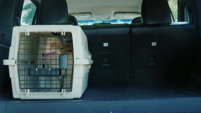 The driver loaded into the trunk of the car cage with puppies. Transportation and animal delivery concept