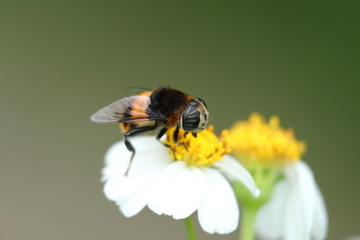 bee on a flower