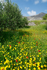 Blumenwiese in einem Olivenhain auf Tilos, Griechenland - flowers in an olive grove on Tilos,...
