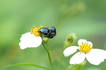 bee on a flower