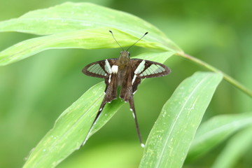 butterfly on a leaf