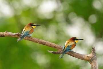 Fototapeta premium European bee-eater (Merops apiaster) in natural habitat