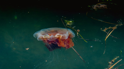 Meduza w morzu bałtyckim © Dreamnordno