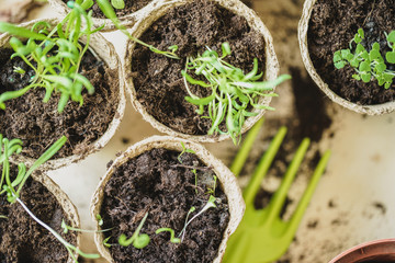 plant in seedling peat pot on a wooden table