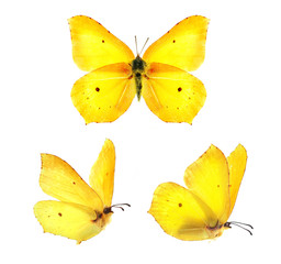 Set - three beautiful yellow butterflies Gonepteryx isolated on white background. Butterfly with...