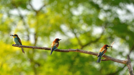 European bee-eater (Merops apiaster) in natural habitat