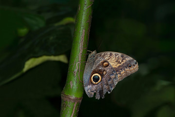 caligo teucer butterfly