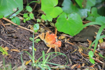 地面を歩くカニ(山口県)