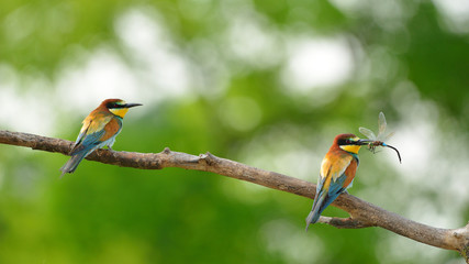 European bee-eater (Merops apiaster) in natural habitat