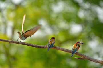 European bee-eater (Merops apiaster) in natural habitat