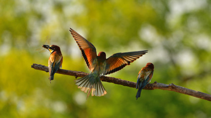 European bee-eater (Merops apiaster) in natural habitat