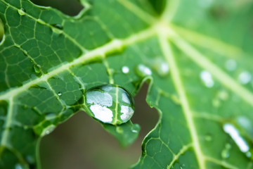 drop on green leaf