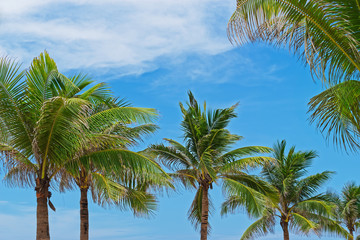 Palm tree tops against blue sky