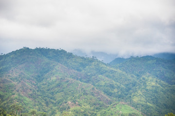 Naklejka premium The forest with fog after raining.Thailand.