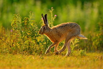 European Hare on the meadow