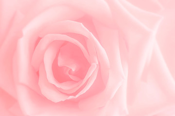 Fototapeta na wymiar pink rose with drops of water