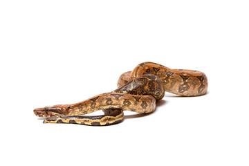 Python is wild snake isolated on white background.