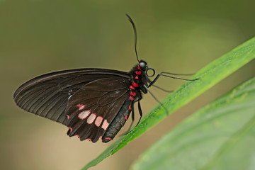 Parides iphidamas butterfly ; Turkey / Konya tropical butterfy garden 