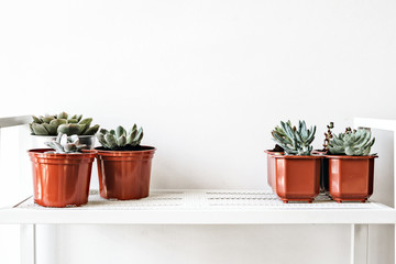 House plants in pots on white shelf at home