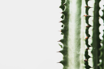 Close-up of a succulent against light grey background