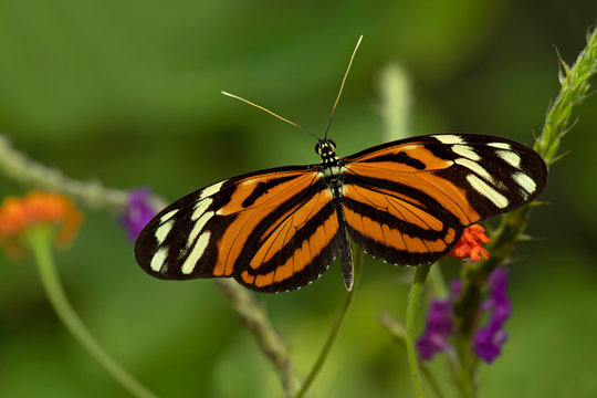 Tithorea harmonia