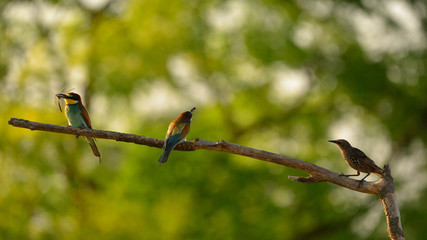 European bee-eater (Merops apiaster) and Common Starling (Sturnus Vulgaris) in natural habitat