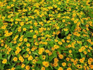 Dahlia flower are colorful and yellow