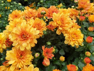 Dahlia flower are colorful and orange