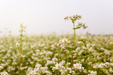 Buckwheat blooms in the field. Copy space