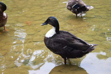 Patos en un parque con una charca.