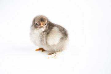 Little chicken on a white table. On a white background.