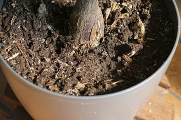plant flower pot with soil outdoor