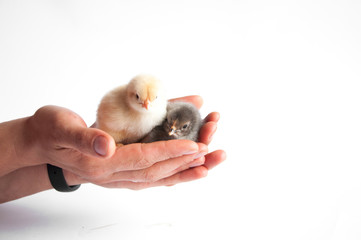 Two little chicken in hand. On a white background.