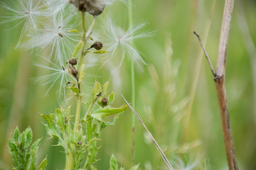 Beautiful green meadow with thistle down and grass