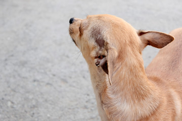 Dog a redhead, a dirty-blooded. Half-breed. The concept of breeding pedigreed Chihuahua. Pet shop, pet supplies for dogs.