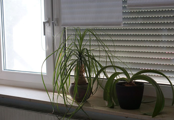 window shutters are down so that the hot sun does not shine in the room