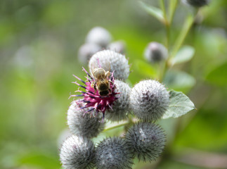  A bee sits on a flower of burdock on a blurred background.