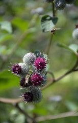 Two bees on the flowers of a large burdock