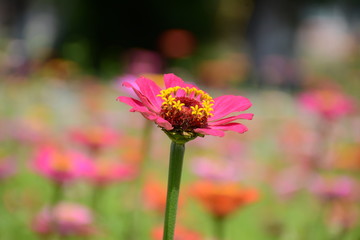 Beautiful bright zinnia flower close-up on a blurred background