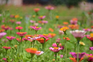 Beautiful flower bed of colorful flowers of zinnia