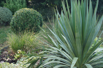 plants and bushes outdoor in the green garden in summer