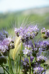 Pale purple flowers of phacelia and spikelets of barley on a blurred background of a green meadow