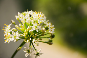 Round white blooming allium on a blurred green background