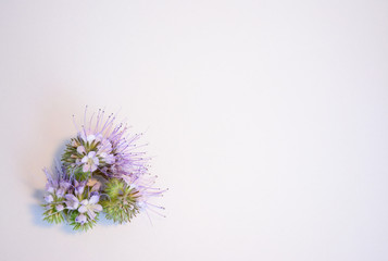 Delicate pale purple flower of phacelia in the left corner of the form on a light background