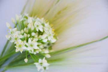 A bouquet of white flower of allium and spikelets of barley on a light background