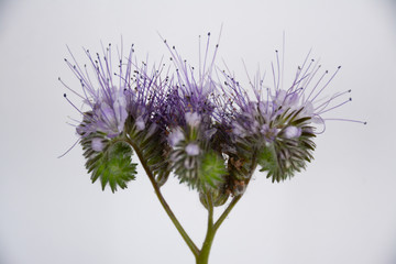 Pale lilac flower of phacelia close up on a light purple background