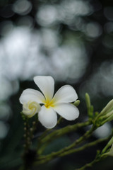 Obraz premium White flowers background blur bokeh natural light, soft style vintage photo.