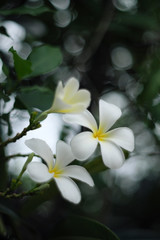 Fototapeta na wymiar White flowers background blur bokeh natural light, soft style vintage photo.