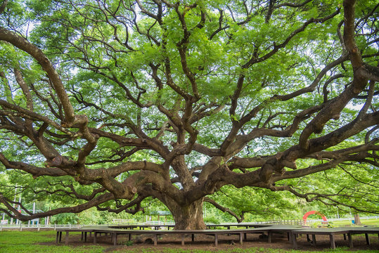 Giant Rain Tree of thailand.Giant tree over a hundred years old.