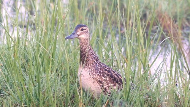 Wild Garganey duck female, Spatula querquedula, guarding and protecting her chicks in the Beka Nature Reserve